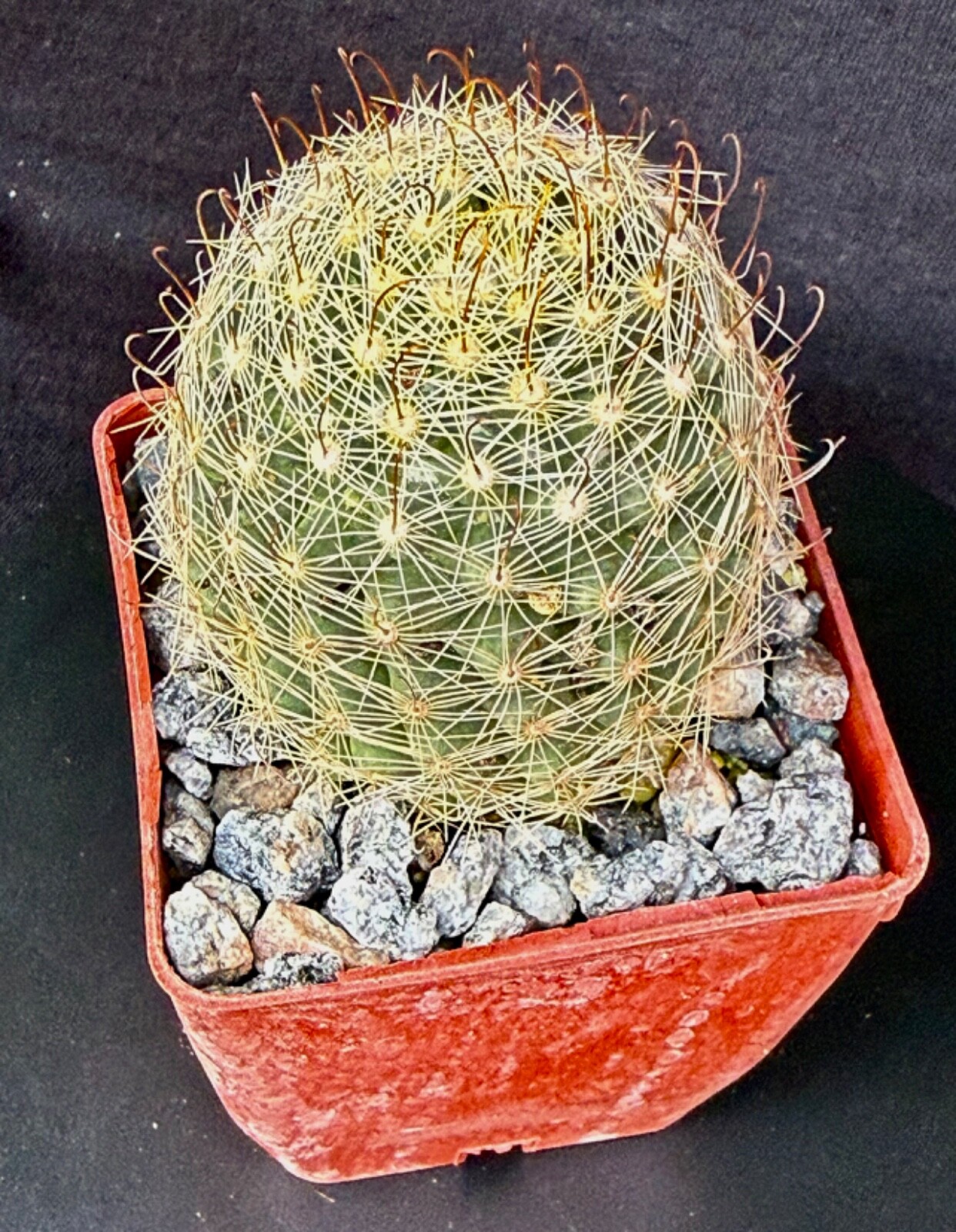 Picture 3 of 5