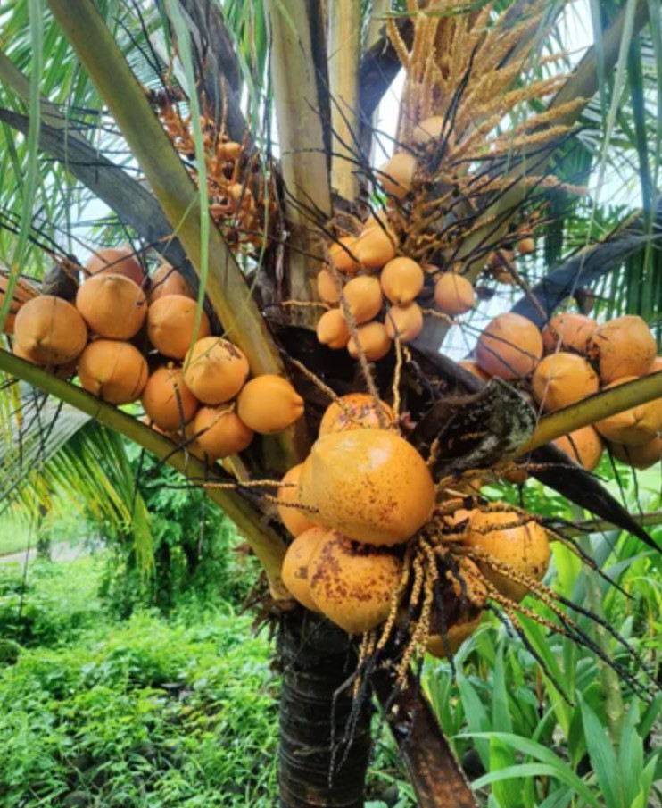 Sprouted Yellow Malayan Coconut – Live Plant 6–8" Tall – Healthy & Well-Rooted