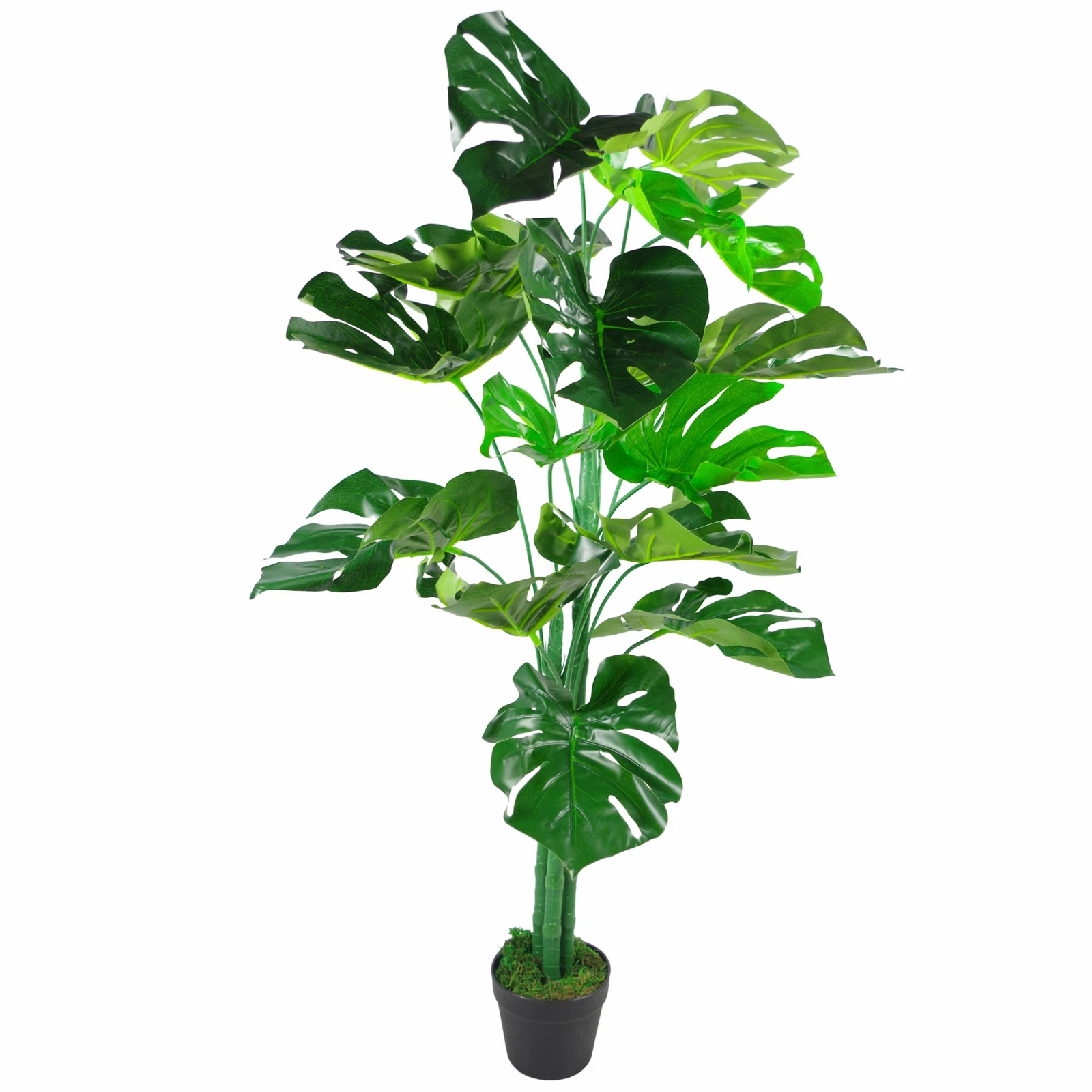 120cm Monstera - 7257