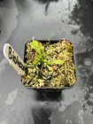Venus Flytrap  Biohazard 2 -  Carnivorous Plant 🔥 — photo 2