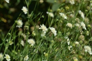 GELBE SKABIOSE 20 Samen Wildblume Insektenliebling 2025 a