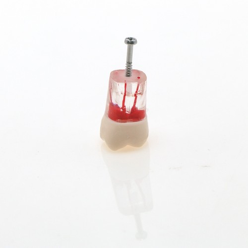 Dientes de práctica de conducto radicular endo dental modelo M8006-36# tipo NISSIN Kilgore 200 - Imagen 19 de 19