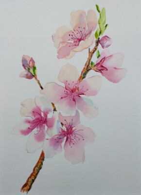 Original painting on paper,  APPLE TREE  FLOWERS, flower, 9x12, signed