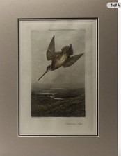 “ Drumming snipe  ”. Archibald Thorburn