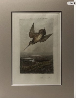   Drumming snipe   . Archibald Thorburn