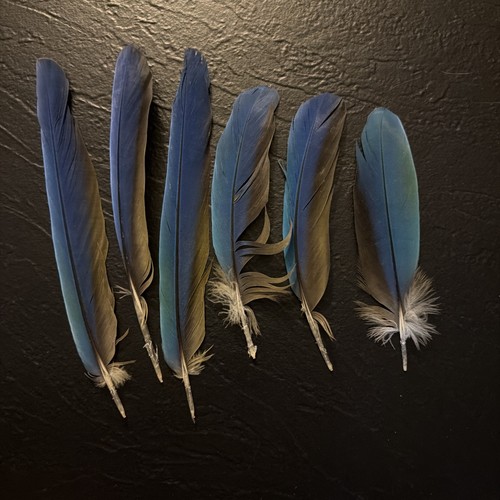 6 Macaw Naturally Molted. 7-10 inches