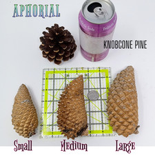 Whole Knobcone Pine Cones   Natural Crafting ...