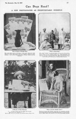 DÜRFEN HUNDE LESEN? Antiker Comic Druck 1907