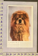 1941  DOG CANINE CHOW HOUND CHINA SPORT BREEDER WAXMAN PHOTO PRINT RU76