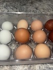 21 Fresh NPIP Cert. Chicken Hatching Eggs (green, Blue, Tan And Brown) — photo 4