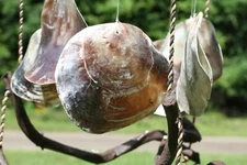 SADDLE OYSTER WIND CHIME,beach decor,deck decor,garden decor,nature type G-37