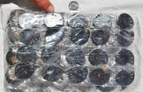 7948t LOT of FIFTY50 RARE 1in100 BLACK Ammonite PAIR Crystal FOSSIL MEDIUM 3-4cm - Picture 7 of 8