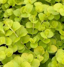 10 Bare Root Golden Creeping Jenny Moneywort Live Starter Plant Ground Cover