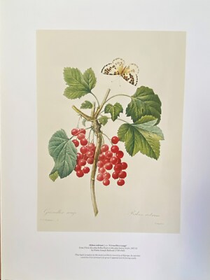 Flora / Blume Kunstdruck Ribes rubrum von Pierre J Redoute Solomon und Whitehead