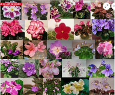 African Violet *10 Leaves* 5 Named Varieties Pick Size Unrooted Leaf Sets Pairs
