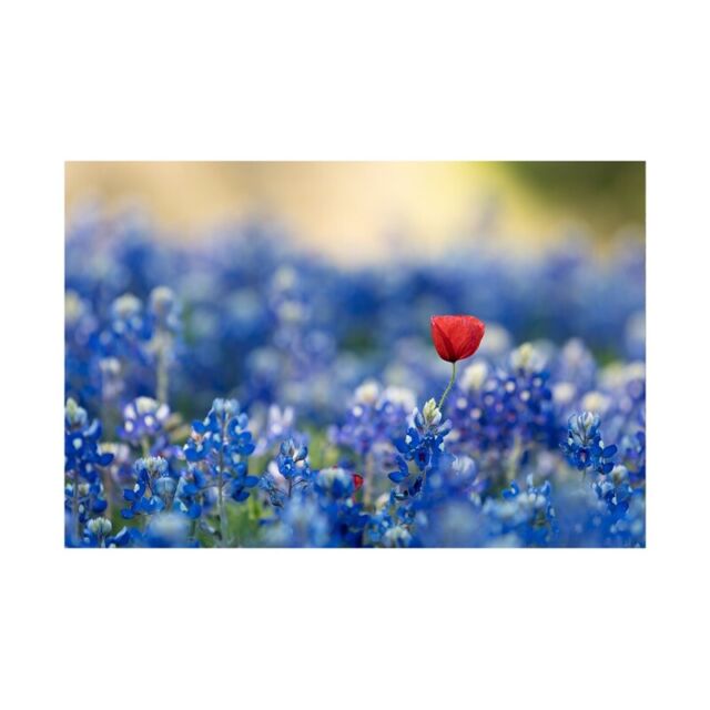 Blue Flower Field Backdrop Decor Photographic Background 5x3ft