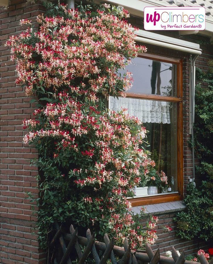 Lonicera Henryi online kaufen | eBay.de