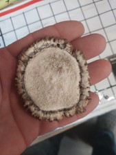 1 BROWN #1 ELK ANTLER CROWNS ROSETTES BURR  NATIVE CRAFTS 2.5 to 3 Inch