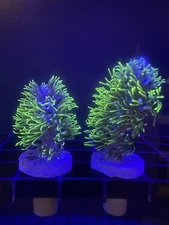 Live Soft Coral Zoa Branch Green Star Polyps GSP 3/4”