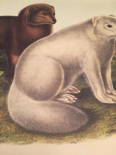 Arctic Fox Audubon Animal Print Poster Suitable For Framing. New. 10 X 13 - Picture 6 of 9