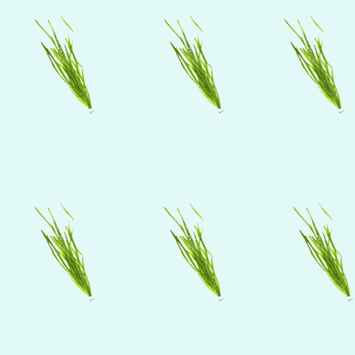 2 Jungle Vals - Buy 2 GET 1 FREE - Italian Val Vallisneria Live Aquarium Plants - Picture 8 of 12