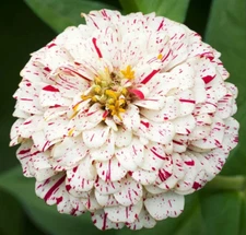 PEPPERMINT STICK ZINNIA FLOWER SEEDS 100+ ANNUAL GARDEN red WHITE Free Shipping