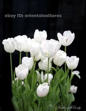 Chinese 100% real natural silk thread,su hand embroidery kits:flower 10"