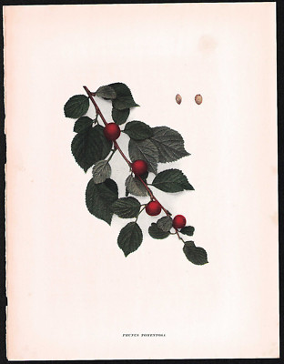 1915 Original Antique Print The Prunus Tomentosa Cherry