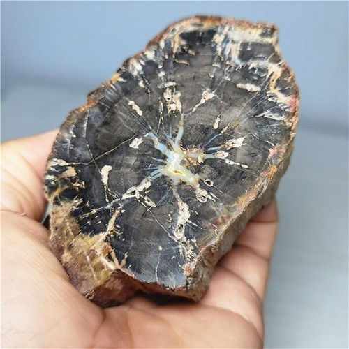 262g Beautiful Petrified Wood Fossil Slice Crystal Freeform Madagascar i294 - Picture 11 of 12