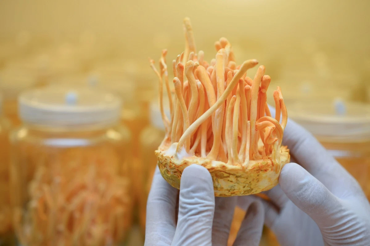 Liquid mycelium mushroom culture spores Cordyceps Militaris seeds for  gardening | eBay