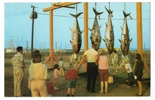 Giant Bluefin Tuna Tournent. Road Island. Vintage Post Card. Unposted