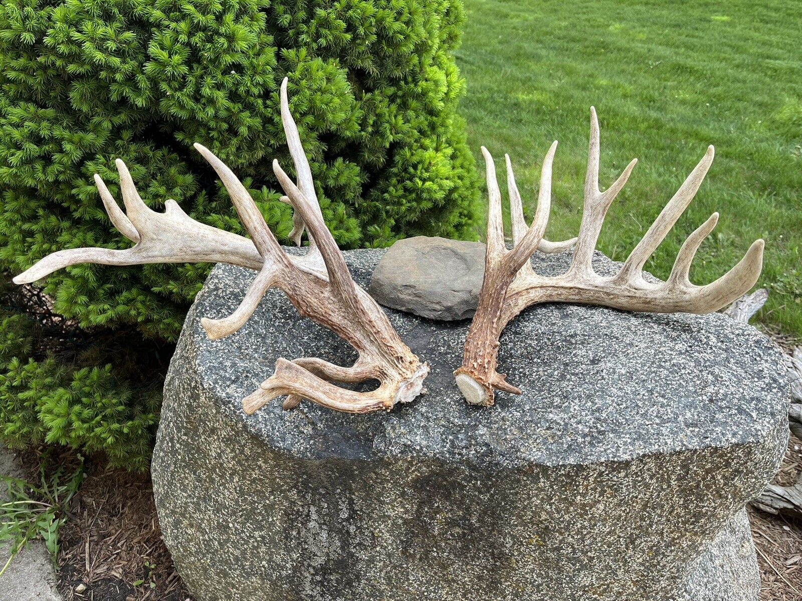 214” Nontyp Whitetail Shed Antlers Fresh Awesome Color 