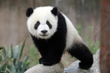 Panda Cub Cute Baby Animal Kids Room Baby Nursery Art Print Poster 12x18