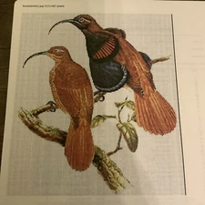 Artecy Cross Stitch Pattern Exotic Birds 2