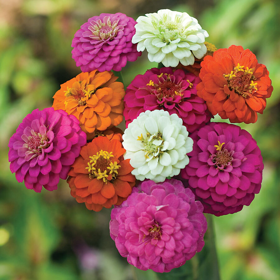 最終値下げ新品soor ploom DunesDress Zinnia 8y Dreamland™ Yellow Hybrid Zinnia Seeds | Park Seed | Park Seed