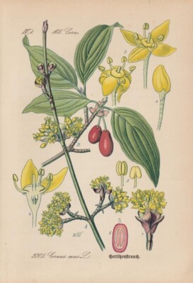 Kornelkirsche (Cornus mas) antike Chromo-Lithografie von 1886 Vintage Art