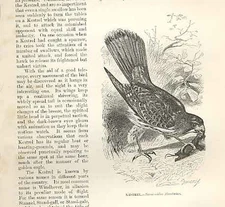 Original Old Antique Print Kestrel 1862 Wood'S Natural History Bird Engraving