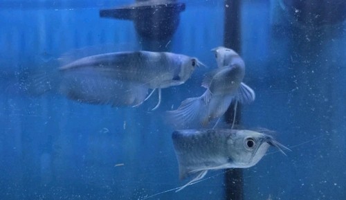 Blueberry Colored Arowana 5" To 6" Inch Live Fish . Imported Thailand. - Picture 5 of 16