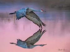 Sandhill Crane in Purple Waters Matthew Huras Fine Art Print Wildlife Bird 17x22