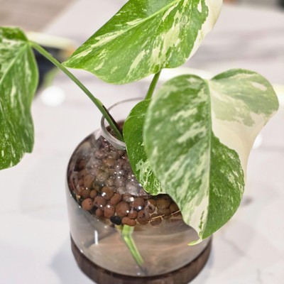 MONSTERA DELICIOSA  ALBO  VARIEGATED  RARE 