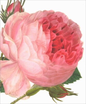 Notes & Queries Large Pink Rose Blank Note Card