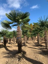 Winterharte Hanfpalme Trachycarpus Fortunei  Höhe ca. 350 cm Stamm ca. 160-180cm