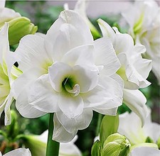 Alaska Triple White Amaryllis Bulb Large Bulb for Planting, 4-8 Blooms, 1624"...