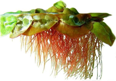 #ad Red Root Floaters Live Plant Portion Cup 4 Ounce Aquarium Plants Live for Shrimp $37.79