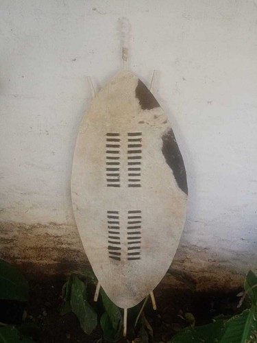 XXL Dark Brown and White Zulu Shield – 145cm Tall Authentic Cowhide - Picture 2 of 7