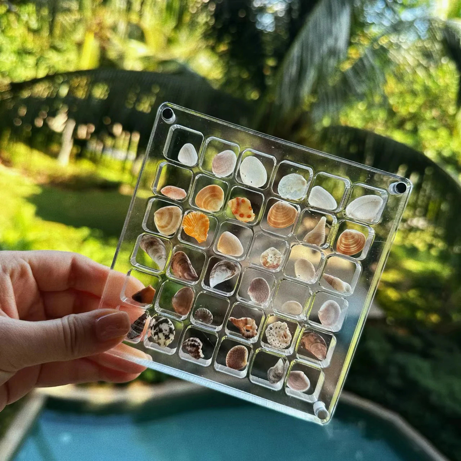 Jewelry Organizer Box Organizer Box Seashell Display Box for Crafts Stone-image