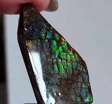 Ammolite  Ammonite Coated Stone 43.6x24.6x5mm 20081