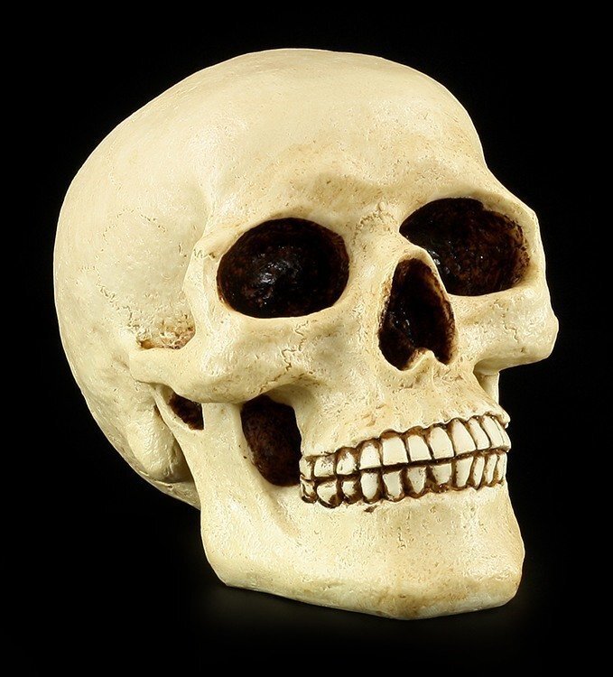 Skull Piggy Bank - Human Skull - Skull Figure Savings Bank