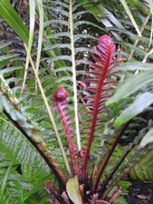 Blechnum brasiliense volcano Fern 6 mini Plug Plants