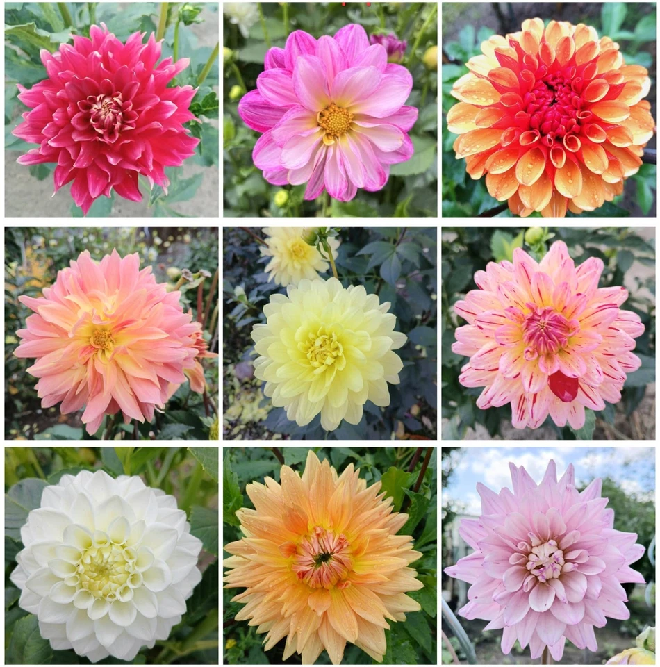 Dahliensamen Mix 40 Sa. eine Blütenpracht für Dein Garten für 5 € Plus 1 € Porto - Bild 1 von 1